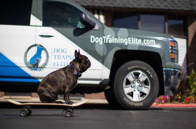 Dog Training Elite Franchising Unleashing Success